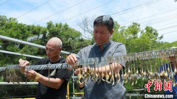 国内前十股票配资平台 福建连江：1200万只海马历经8个月培育 迎来收获季